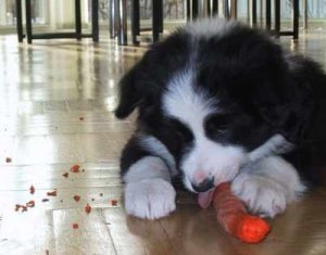 Moni mit Vitaminnahrung